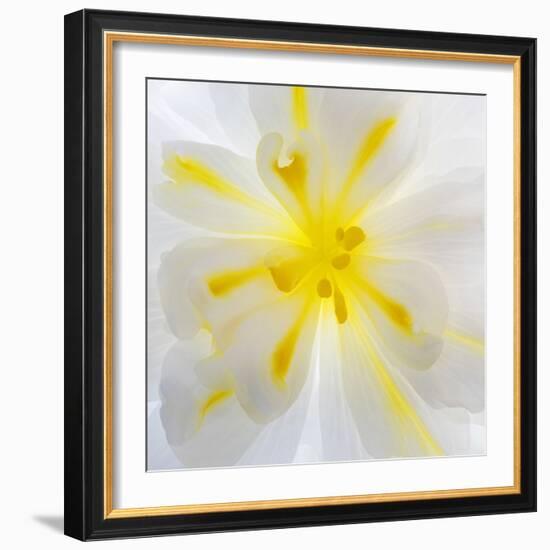 Washington State, Seabeck. Begonia Blossom Close-Up-Jaynes Gallery-Framed Photographic Print