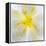Washington State, Seabeck. Begonia Blossom Close-Up-Jaynes Gallery-Framed Premier Image Canvas