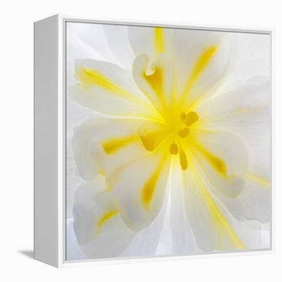 Washington State, Seabeck. Begonia Blossom Close-Up-Jaynes Gallery-Framed Premier Image Canvas