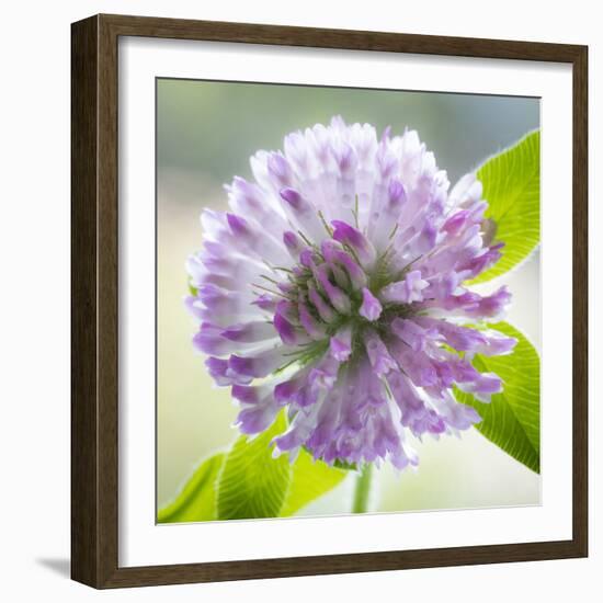 Washington State, Seabeck. Clover Blossom Flowers-Jaynes Gallery-Framed Photographic Print