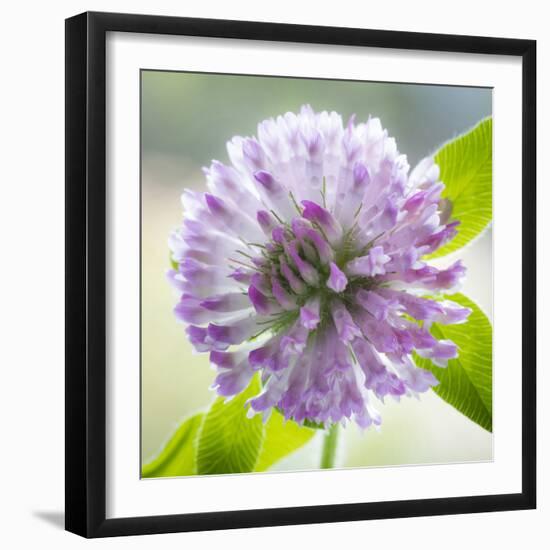 Washington State, Seabeck. Clover Blossom Flowers-Jaynes Gallery-Framed Photographic Print