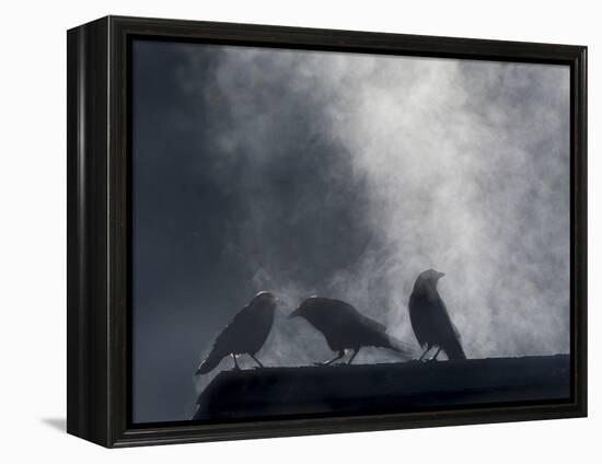 Washington State, Seabeck. Crows Backlit with Steam Coming from Sun on Roof Top-Jaynes Gallery-Framed Premier Image Canvas