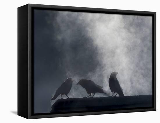 Washington State, Seabeck. Crows Backlit with Steam Coming from Sun on Roof Top-Jaynes Gallery-Framed Premier Image Canvas