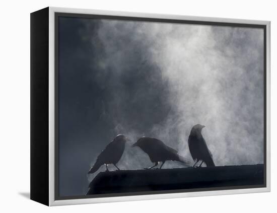 Washington State, Seabeck. Crows Backlit with Steam Coming from Sun on Roof Top-Jaynes Gallery-Framed Premier Image Canvas