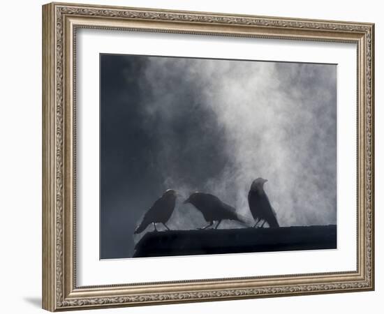 Washington State, Seabeck. Crows Backlit with Steam Coming from Sun on Roof Top-Jaynes Gallery-Framed Photographic Print