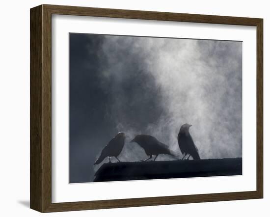 Washington State, Seabeck. Crows Backlit with Steam Coming from Sun on Roof Top-Jaynes Gallery-Framed Photographic Print