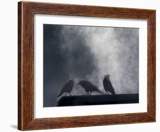 Washington State, Seabeck. Crows Backlit with Steam Coming from Sun on Roof Top-Jaynes Gallery-Framed Photographic Print