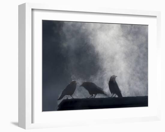 Washington State, Seabeck. Crows Backlit with Steam Coming from Sun on Roof Top-Jaynes Gallery-Framed Photographic Print