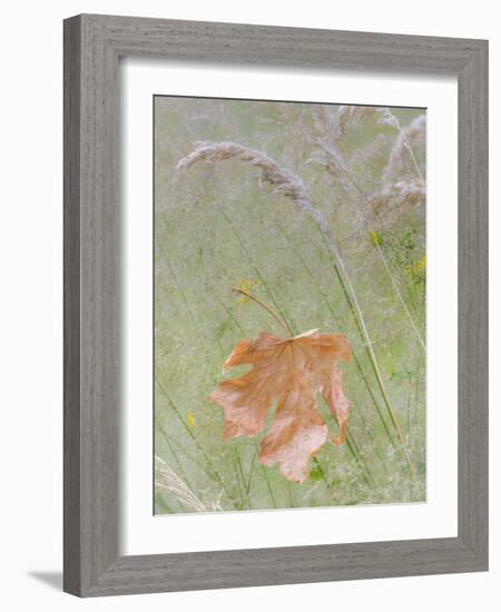 Washington State, Seabeck. Maple Leaf in Meadow Grasses in Meadow-Don Paulson-Framed Photographic Print