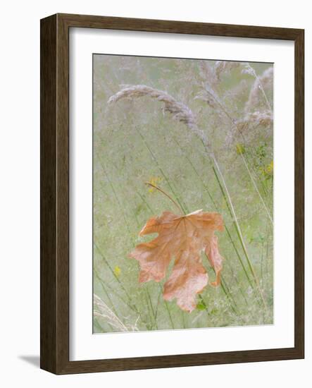 Washington State, Seabeck. Maple Leaf in Meadow Grasses in Meadow-Don Paulson-Framed Photographic Print