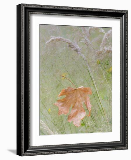 Washington State, Seabeck. Maple Leaf in Meadow Grasses in Meadow-Don Paulson-Framed Photographic Print