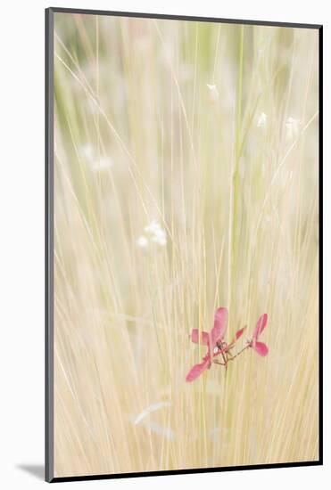 Washington State, Seabeck. Maple Tree Seed in Tall Grass-Jaynes Gallery-Mounted Photographic Print