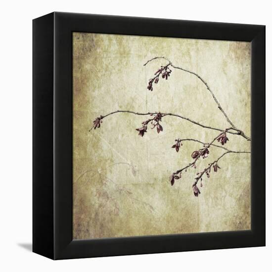 Washington State, Seabeck. Plum Tree Branch with Spring Buds-Jaynes Gallery-Framed Premier Image Canvas