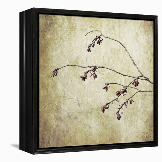 Washington State, Seabeck. Plum Tree Branch with Spring Buds-Jaynes Gallery-Framed Premier Image Canvas