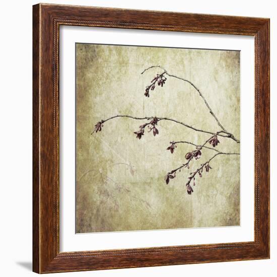 Washington State, Seabeck. Plum Tree Branch with Spring Buds-Jaynes Gallery-Framed Photographic Print