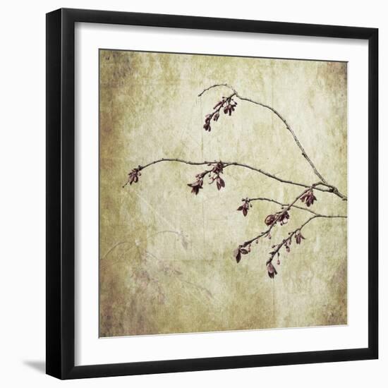 Washington State, Seabeck. Plum Tree Branch with Spring Buds-Jaynes Gallery-Framed Photographic Print