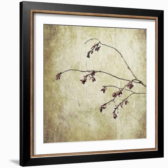 Washington State, Seabeck. Plum Tree Branch with Spring Buds-Jaynes Gallery-Framed Photographic Print