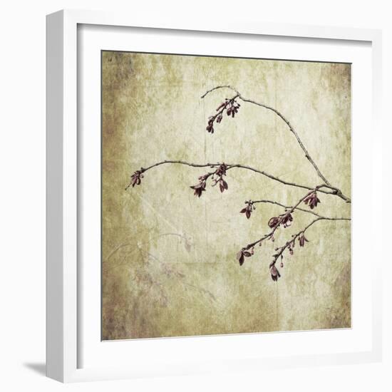 Washington State, Seabeck. Plum Tree Branch with Spring Buds-Jaynes Gallery-Framed Photographic Print