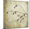 Washington State, Seabeck. Plum Tree Branch with Spring Buds-Jaynes Gallery-Mounted Photographic Print