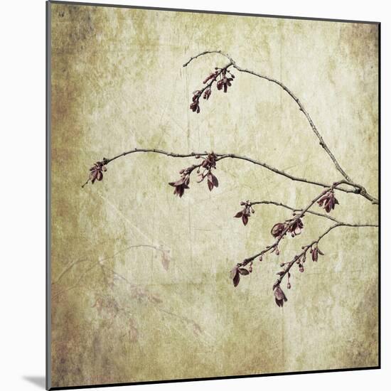 Washington State, Seabeck. Plum Tree Branch with Spring Buds-Jaynes Gallery-Mounted Photographic Print