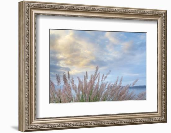 Washington State, Seabeck. Scenic of Pennisetum Ornamental Grasses-Don Paulson-Framed Photographic Print