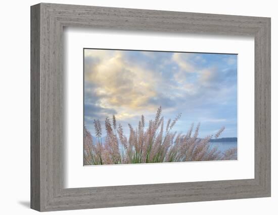 Washington State, Seabeck. Scenic of Pennisetum Ornamental Grasses-Don Paulson-Framed Photographic Print