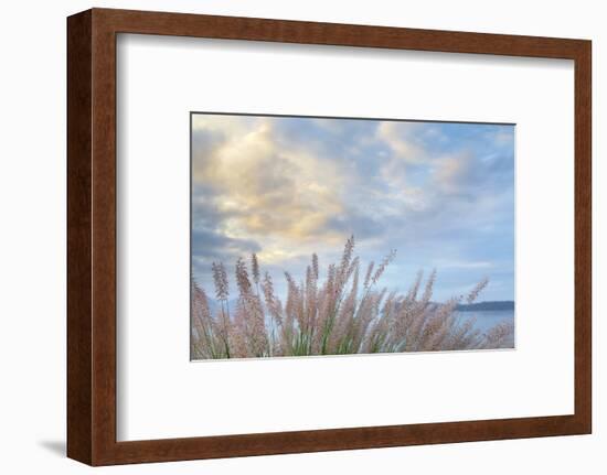 Washington State, Seabeck. Scenic of Pennisetum Ornamental Grasses-Don Paulson-Framed Photographic Print