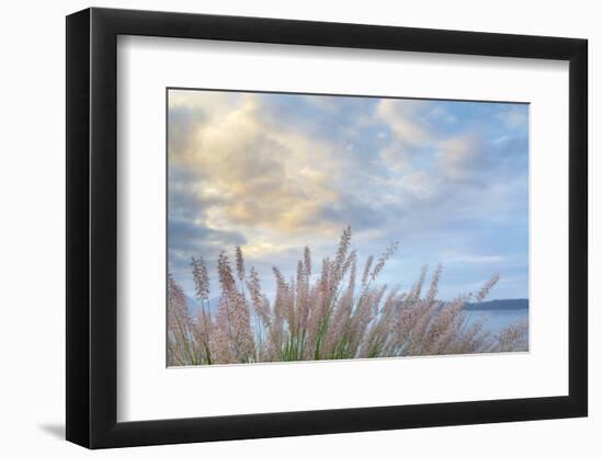 Washington State, Seabeck. Scenic of Pennisetum Ornamental Grasses-Don Paulson-Framed Photographic Print