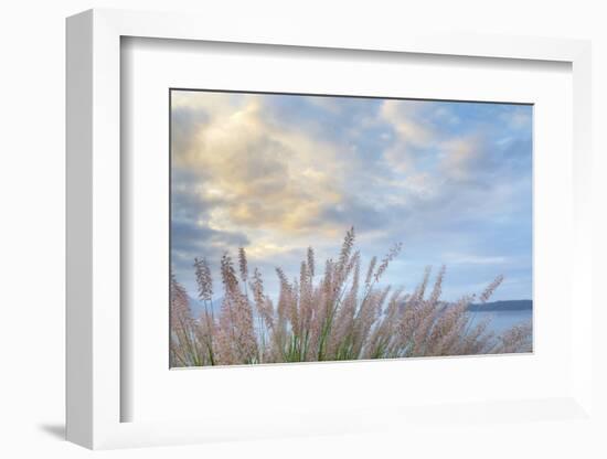 Washington State, Seabeck. Scenic of Pennisetum Ornamental Grasses-Don Paulson-Framed Photographic Print