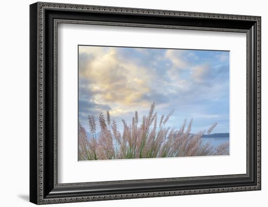 Washington State, Seabeck. Scenic of Pennisetum Ornamental Grasses-Don Paulson-Framed Photographic Print