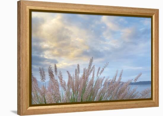 Washington State, Seabeck. Scenic of Pennisetum Ornamental Grasses-Don Paulson-Framed Premier Image Canvas