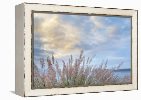 Washington State, Seabeck. Scenic of Pennisetum Ornamental Grasses-Don Paulson-Framed Premier Image Canvas