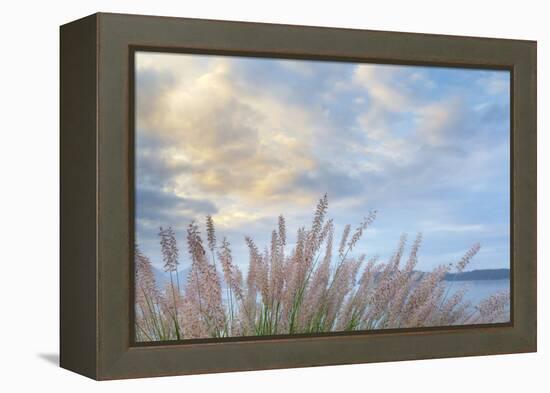 Washington State, Seabeck. Scenic of Pennisetum Ornamental Grasses-Don Paulson-Framed Premier Image Canvas