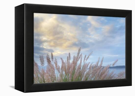 Washington State, Seabeck. Scenic of Pennisetum Ornamental Grasses-Don Paulson-Framed Premier Image Canvas