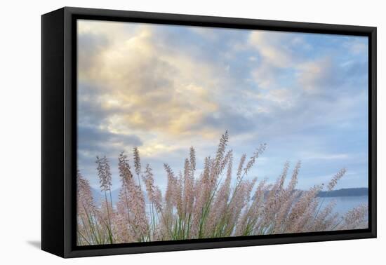 Washington State, Seabeck. Scenic of Pennisetum Ornamental Grasses-Don Paulson-Framed Premier Image Canvas