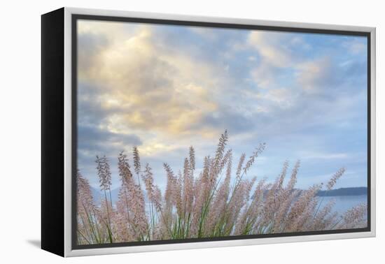 Washington State, Seabeck. Scenic of Pennisetum Ornamental Grasses-Don Paulson-Framed Premier Image Canvas