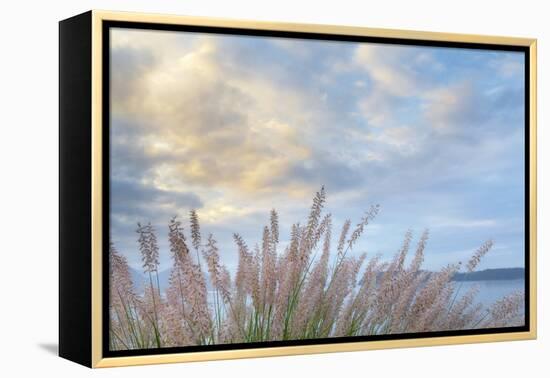 Washington State, Seabeck. Scenic of Pennisetum Ornamental Grasses-Don Paulson-Framed Premier Image Canvas