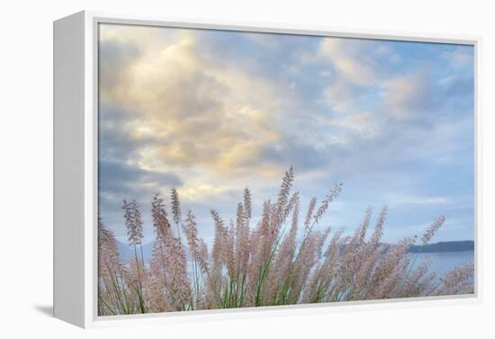 Washington State, Seabeck. Scenic of Pennisetum Ornamental Grasses-Don Paulson-Framed Premier Image Canvas