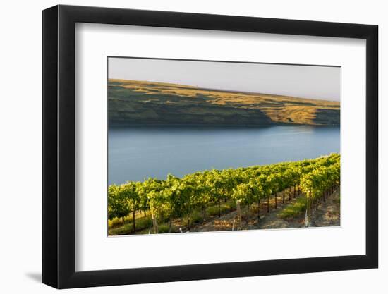 Washington State, Tri-Cities. the Benches Vineyards-Richard Duval-Framed Photographic Print