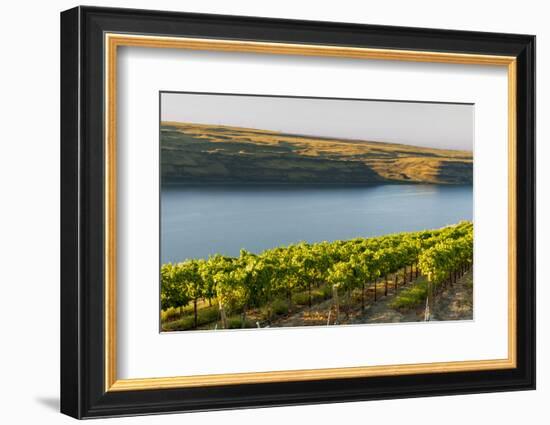 Washington State, Tri-Cities. the Benches Vineyards-Richard Duval-Framed Photographic Print