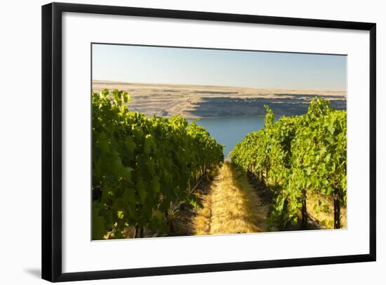 Washington State, Tri-Cities. the Benches Vineyards-Richard Duval-Framed Photographic Print