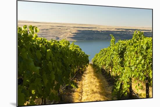 Washington State, Tri-Cities. the Benches Vineyards-Richard Duval-Mounted Photographic Print