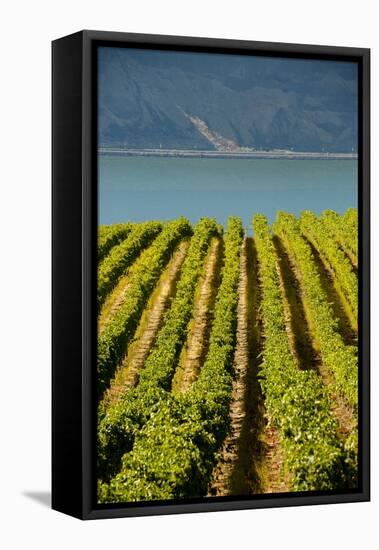 Washington State, Tri-Cities. the Benches Vineyards-Richard Duval-Framed Premier Image Canvas