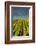 Washington State, Tri-Cities. the Benches Vineyards-Richard Duval-Framed Photographic Print