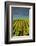 Washington State, Tri-Cities. the Benches Vineyards-Richard Duval-Framed Photographic Print