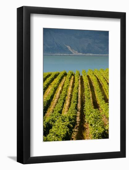 Washington State, Tri-Cities. the Benches Vineyards-Richard Duval-Framed Photographic Print