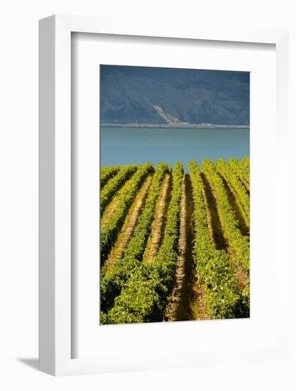 Washington State, Tri-Cities. the Benches Vineyards-Richard Duval-Framed Photographic Print