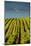 Washington State, Tri-Cities. the Benches Vineyards-Richard Duval-Mounted Photographic Print