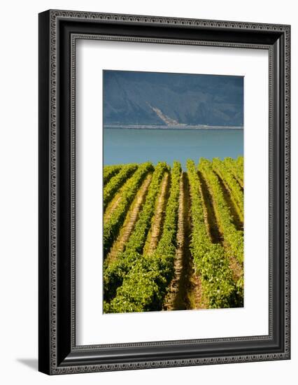 Washington State, Tri-Cities. the Benches Vineyards-Richard Duval-Framed Photographic Print