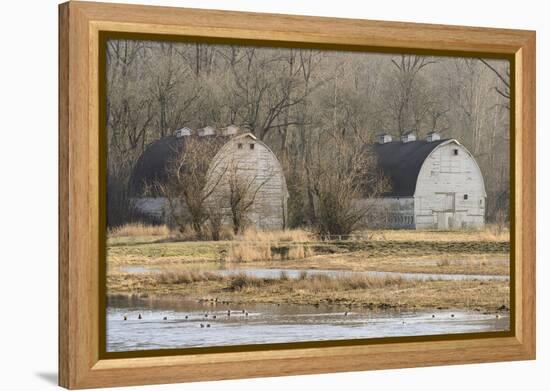 Washington State. Two Barns, at the Nisqually Wildlife Refuge-Matt Freedman-Framed Premier Image Canvas